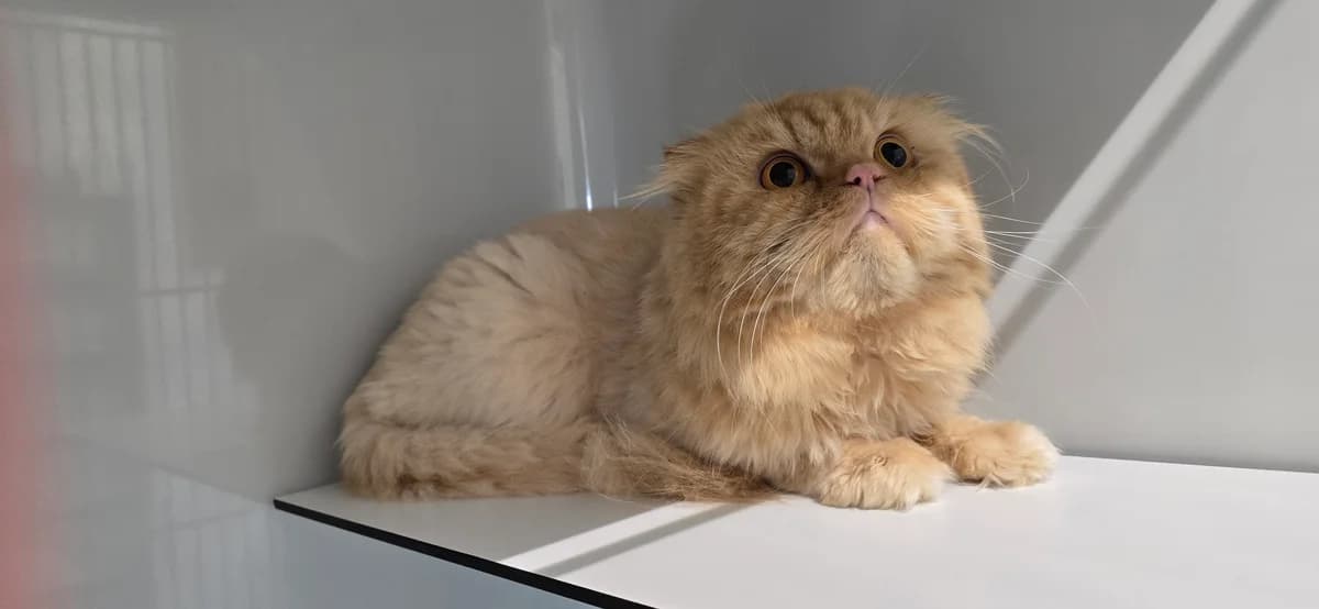Rio Grande,  Scottish Fold for adoption at Tierheim Koblenz, Koblenz — photo 3 of 6