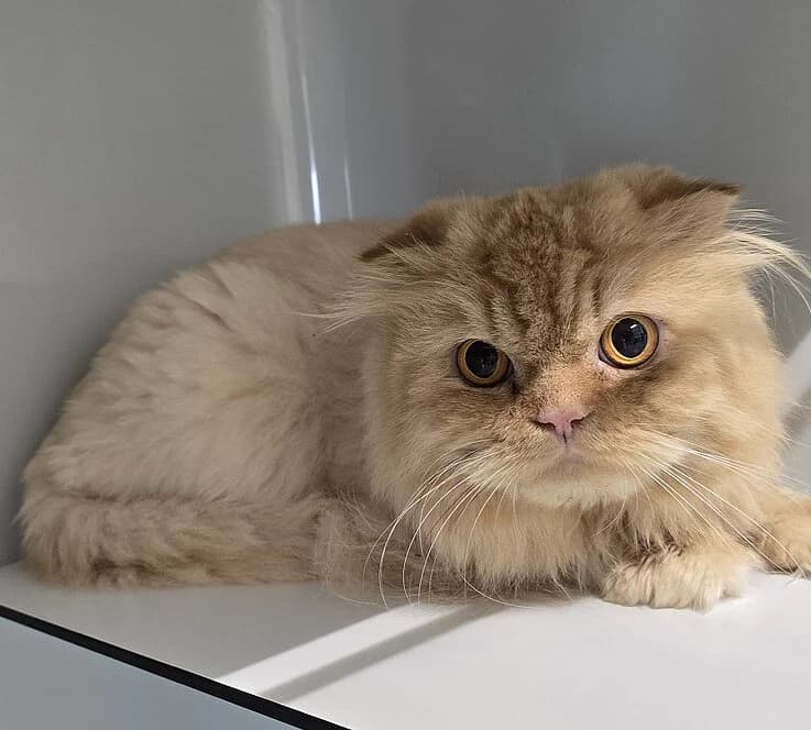 Rio Grande,  Scottish Fold for adoption at Tierheim Koblenz, Koblenz — photo 4 of 6