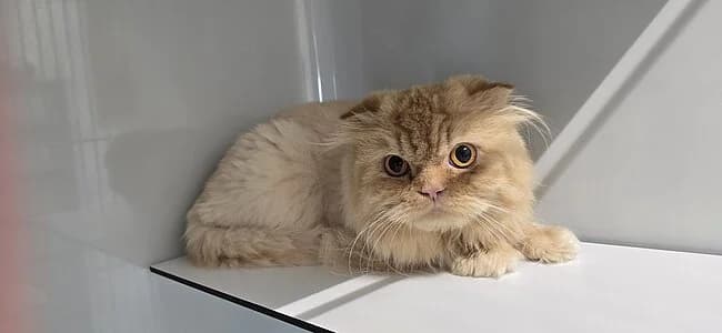 Rio Grande,  Scottish Fold for adoption at Tierheim Koblenz, Koblenz — photo 5 of 6