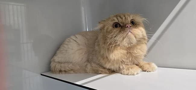 Rio Grande,  Scottish Fold for adoption at Tierheim Koblenz, Koblenz — photo 6 of 6