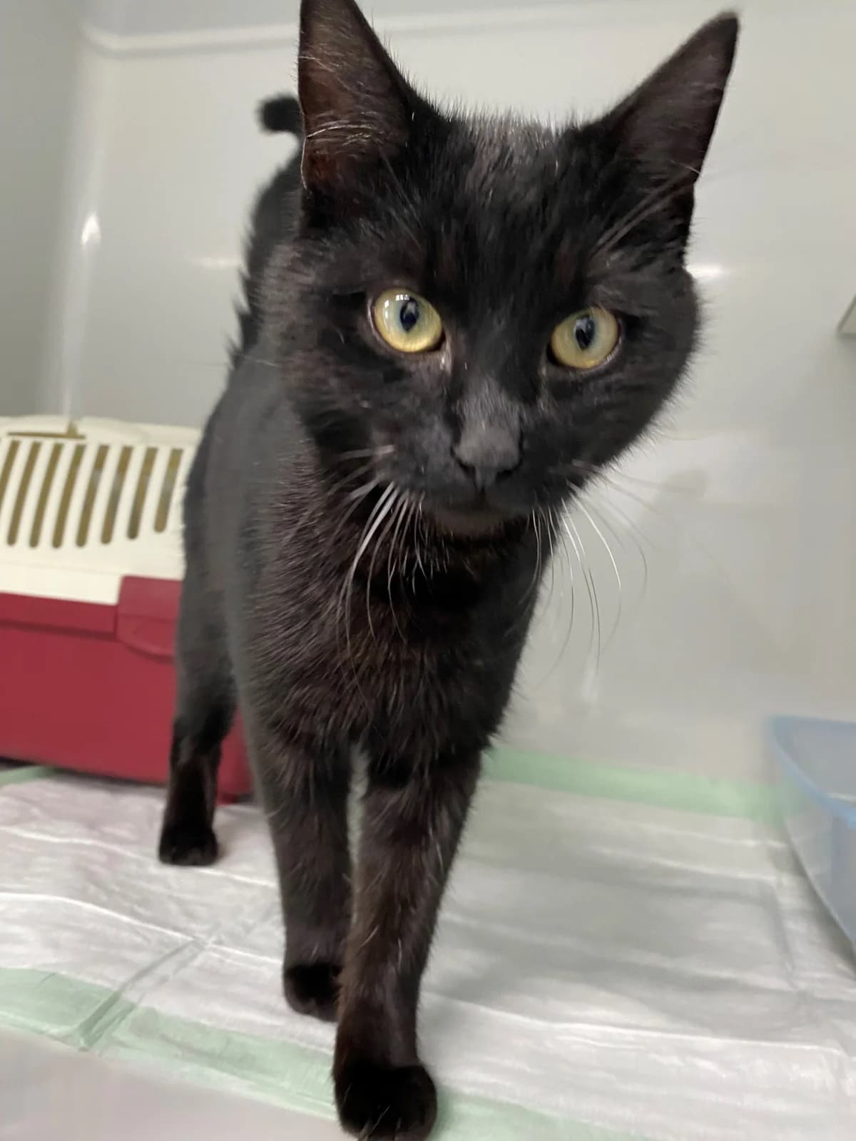 Ural,  European Shorthair for adoption at Tierheim Koblenz, Koblenz — photo 2 of 6