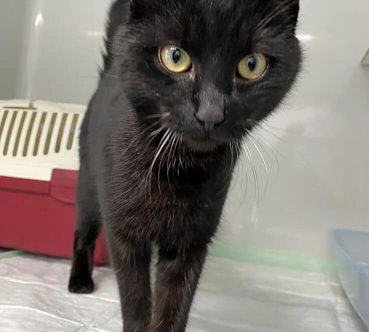 Ural,  European Shorthair for adoption at Tierheim Koblenz, Koblenz — photo 4 of 6