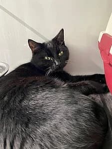 Ural,  European Shorthair for adoption at Tierheim Koblenz, Koblenz — photo 5 of 6