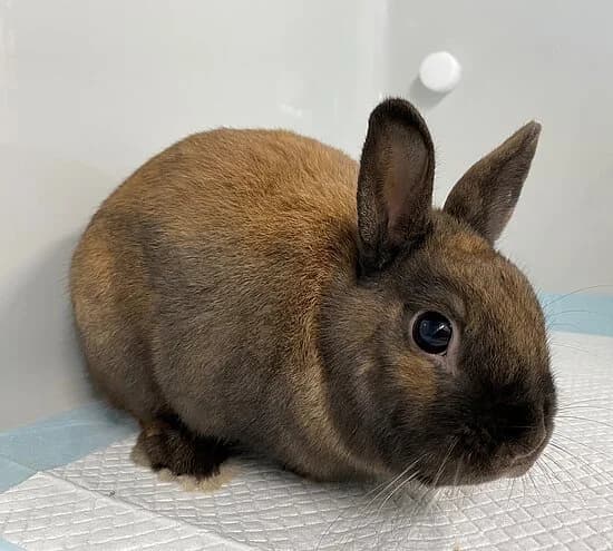 Clemens,  mixed breed for adoption at Tierheim Koblenz, Koblenz