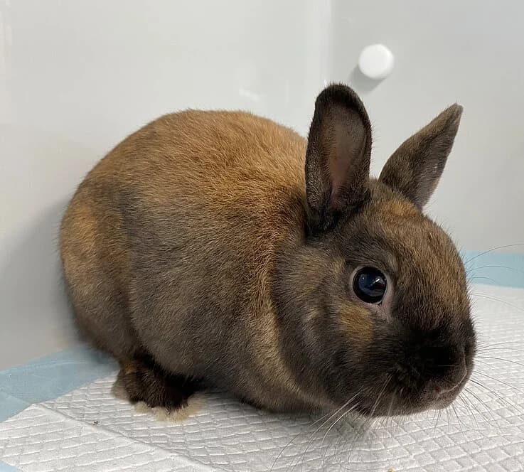 Clemens,  mixed breed for adoption at Tierheim Koblenz, Koblenz — photo 3 of 4