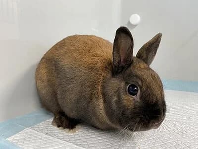 Clemens,  mixed breed for adoption at Tierheim Koblenz, Koblenz — photo 4 of 4