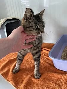 Nette, young European Shorthair for adoption at Tierheim Koblenz, Koblenz