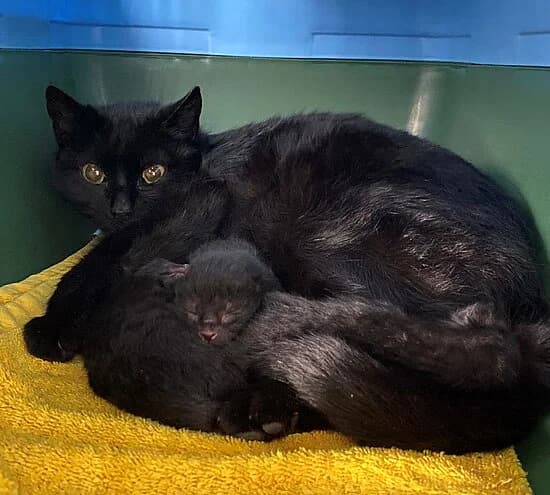 Petschora,  European Shorthair for adoption at Tierheim Koblenz, Koblenz