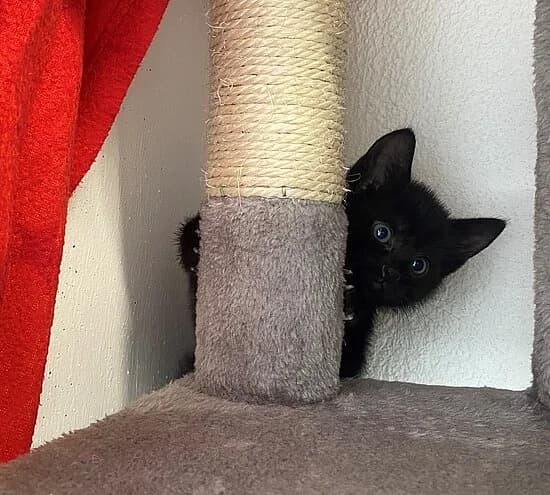 Ponoi, puppy European Shorthair for adoption at Tierheim Koblenz, Koblenz