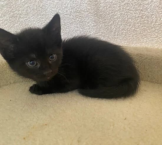 Po, puppy European Shorthair for adoption at Tierheim Koblenz, Koblenz