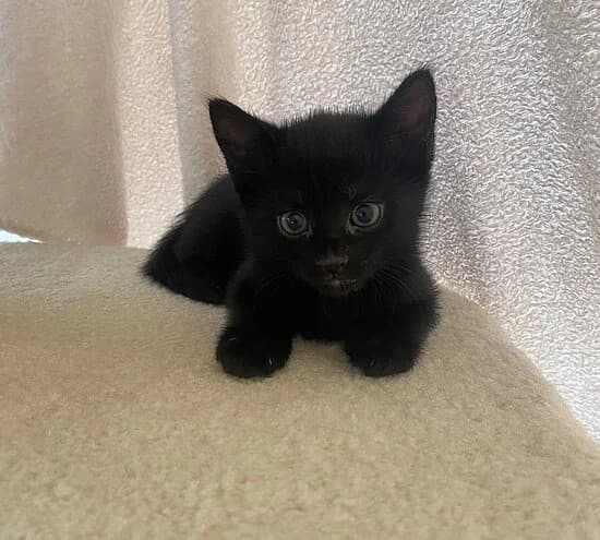 Pader,  puppy European Shorthair for adoption at Tierheim Koblenz, Koblenz
