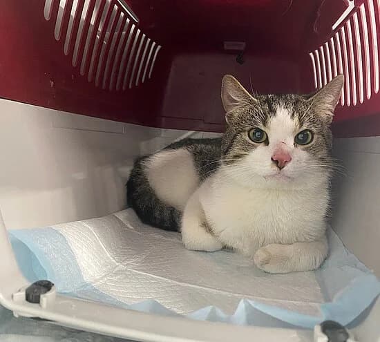 Iller, female young European Shorthair for adoption at Tierheim Koblenz, Koblenz