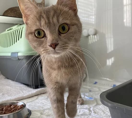 Mandy,  British Shorthair for adoption at Tierheim Koblenz, Koblenz