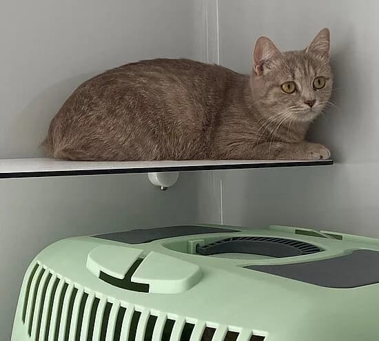 Senna, British Shorthair for adoption at Tierheim Koblenz, Koblenz