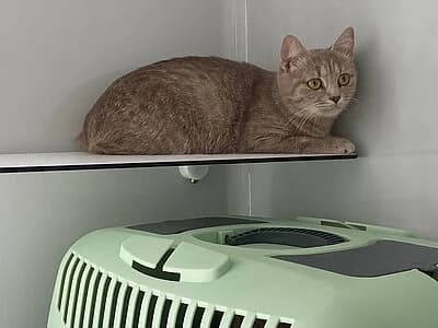 Senna,  British Shorthair for adoption at Tierheim Koblenz, Koblenz