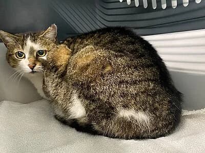 Weser,  4yo European Shorthair for adoption at Tierheim Koblenz, Koblenz