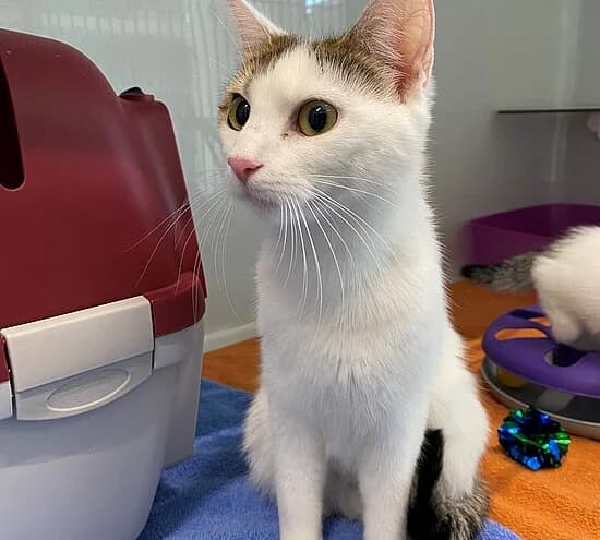 Charlie,  young European Shorthair for adoption at Tierheim Koblenz, Koblenz