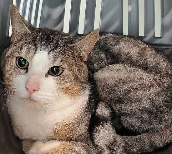 Inja, female European Shorthair for adoption at Tierheim Koblenz, Koblenz