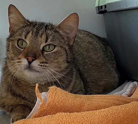 Lahn,  European Shorthair for adoption at Tierheim Koblenz, Koblenz