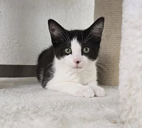 Nil,  European Shorthair for adoption at Tierheim Koblenz, Koblenz
