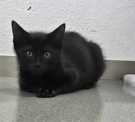 Neckar,  European Shorthair for adoption at Tierheim Koblenz, Koblenz