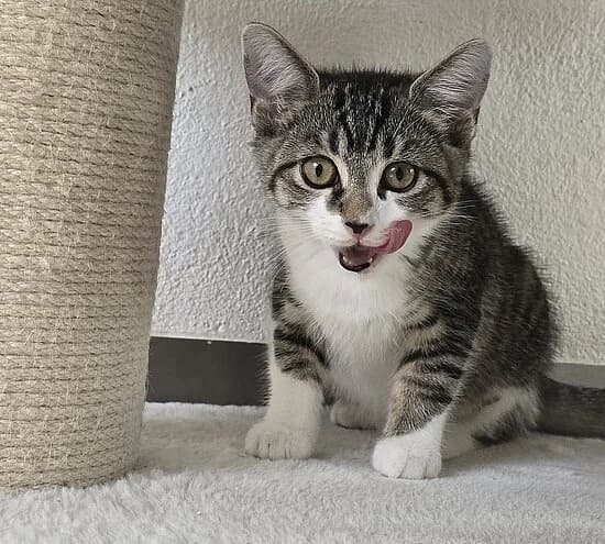 Nahe,  puppy European Shorthair for adoption at Tierheim Koblenz, Koblenz