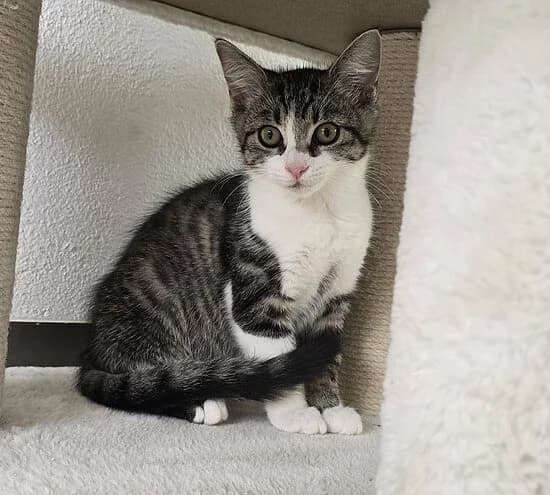 Neva,  European Shorthair for adoption at Tierheim Koblenz, Koblenz