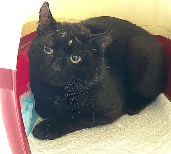 Lech,  European Shorthair for adoption at Tierheim Koblenz, Koblenz