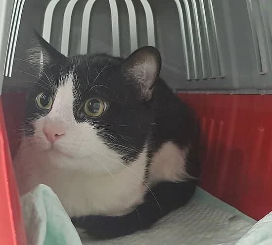 Inn, 6yo European Shorthair for adoption at Tierheim Koblenz, Koblenz