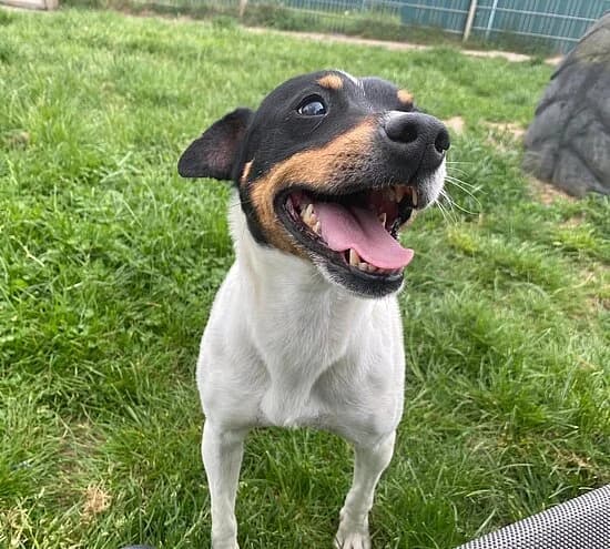 Bueno, male 6yo mixed breed for adoption at Tierheim Koblenz, Koblenz