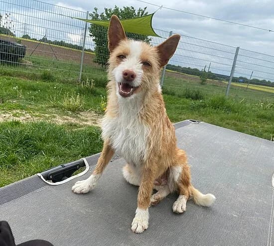 Bahia, male 7yo Podenco for adoption at Tierheim Koblenz, Koblenz