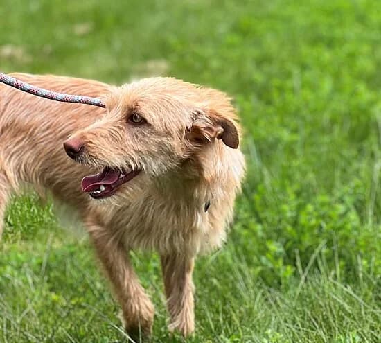 Greta, male young Mixed Breed for adoption at Tierheim Koblenz, Koblenz