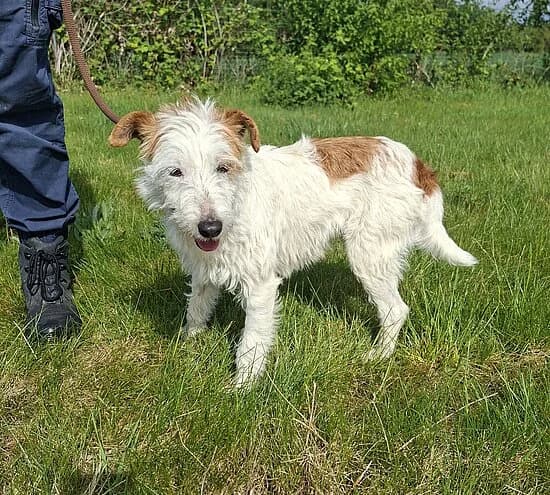 Tifany,  3yo Mixed Breed for adoption at Tierheim Koblenz, Koblenz