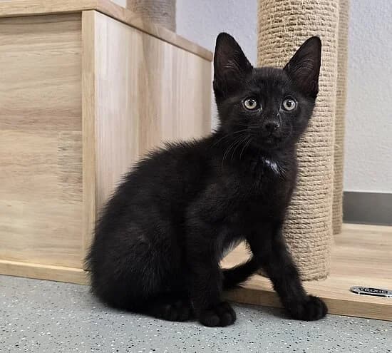 Lippe,  puppy European Shorthair for adoption at Tierheim Koblenz, Koblenz