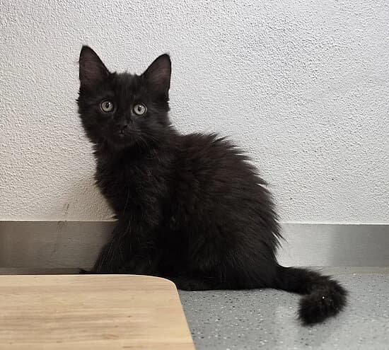 Leine, European Shorthair (Tierheim Koblenz)