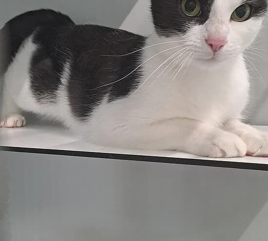Zambezi,  European Shorthair for adoption at Tierheim Koblenz, Koblenz