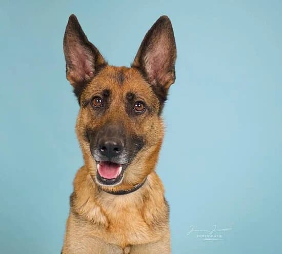 Lotte,  3yo Belgian Malinois for adoption at Tierheim Koblenz, Koblenz