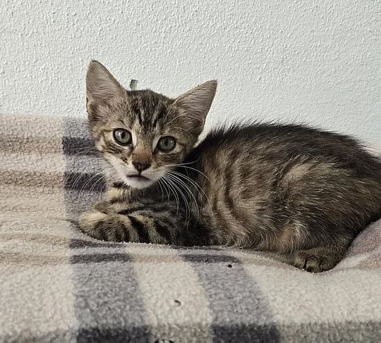 Ohio,  European Shorthair for adoption at Tierheim Koblenz, Koblenz