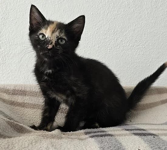 Oker, European Shorthair (Tierheim Koblenz)