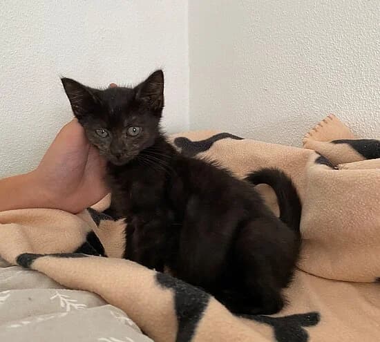 Banjo,  puppy European Shorthair for adoption at Tierheim Koblenz, Koblenz