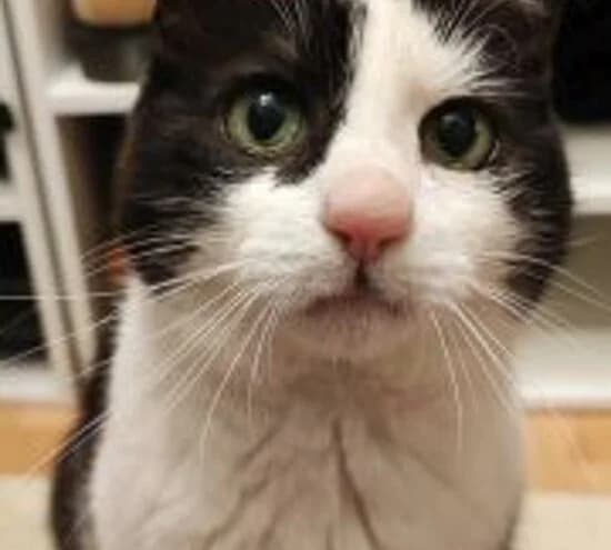 Mau, female European Shorthair for adoption at Tierheim Koblenz, Koblenz