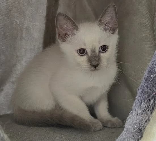 Sullivan,  puppy British Shorthair for adoption at Tierheim Koblenz, Koblenz