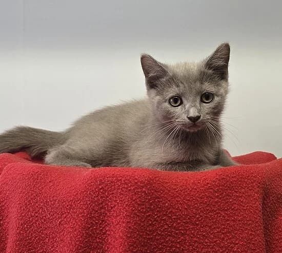 Salino,  puppy British Shorthair for adoption at Tierheim Koblenz, Koblenz