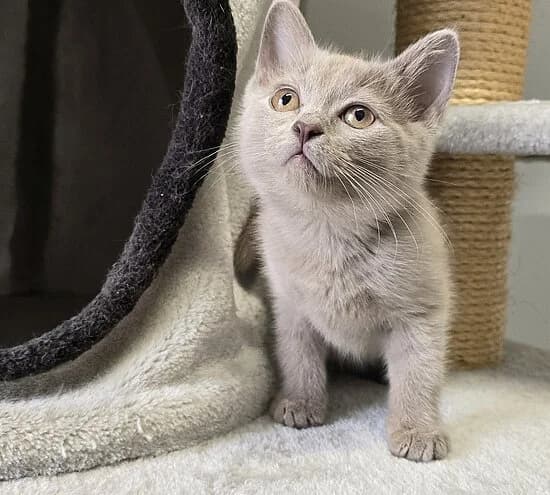 Sorella,  puppy British Shorthair for adoption at Tierheim Koblenz, Koblenz