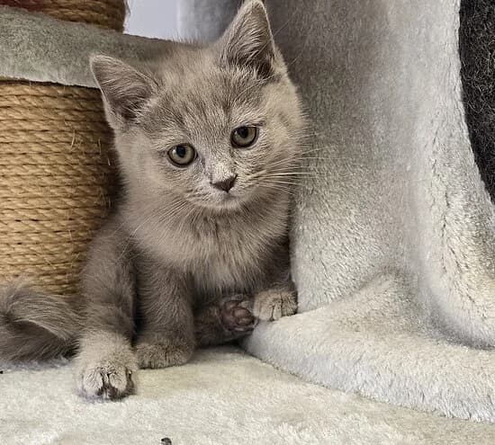 Sury,  puppy British Shorthair for adoption at Tierheim Koblenz, Koblenz