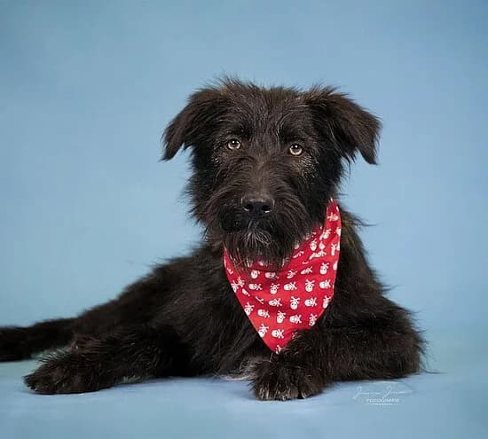 Siss, male puppy Mixed Breed for adoption at Tierheim Koblenz, Koblenz