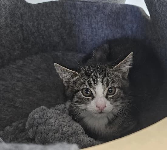 Bass,  European Shorthair for adoption at Tierheim Koblenz, Koblenz
