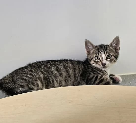 Akkordeon,  puppy European Shorthair for adoption at Tierheim Koblenz, Koblenz
