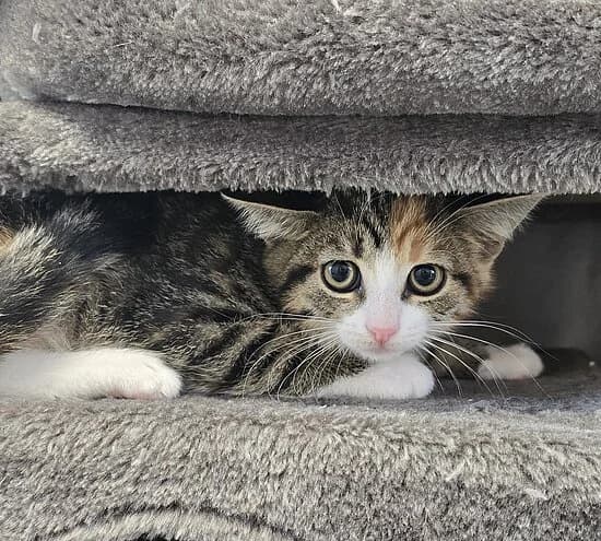 Gitarre,  puppy European Shorthair for adoption at Tierheim Koblenz, Koblenz