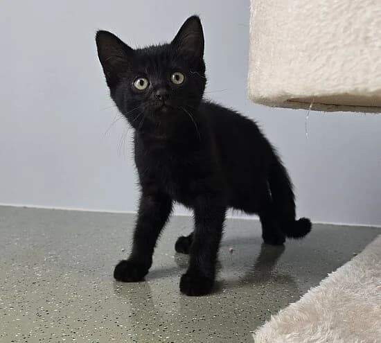 Nami,  puppy European Shorthair for adoption at Tierheim Koblenz, Koblenz